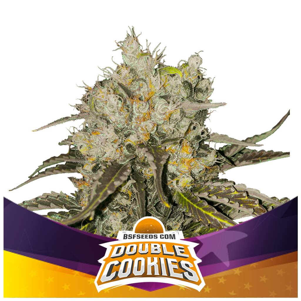 Bsf Seeds Double Cookies Indras Planet 15 00