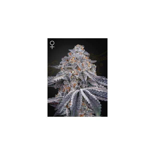 Green House Seeds Velvet Moon 5 Stk feminisiert