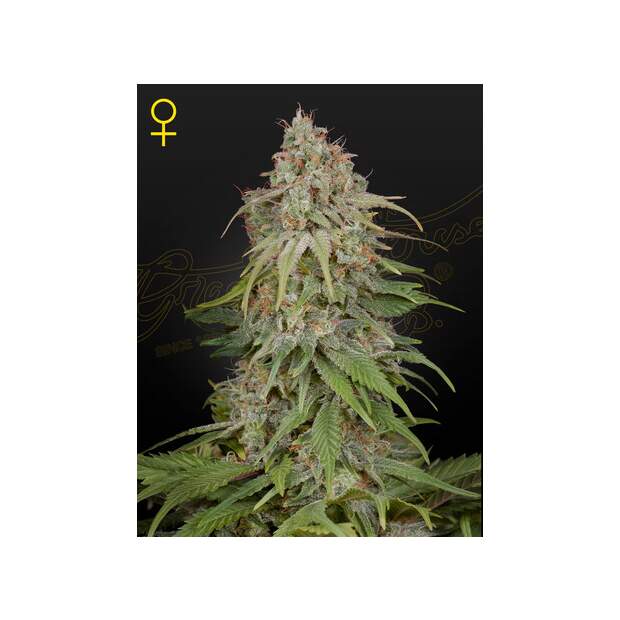 Green House Seeds GH Amnesia 5 Stk feminisiert