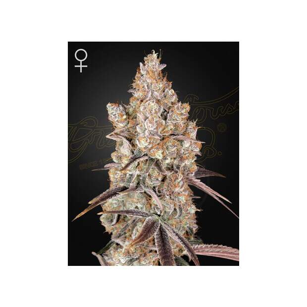 Green House Seeds Holy Snow 3 Stk feminisiert