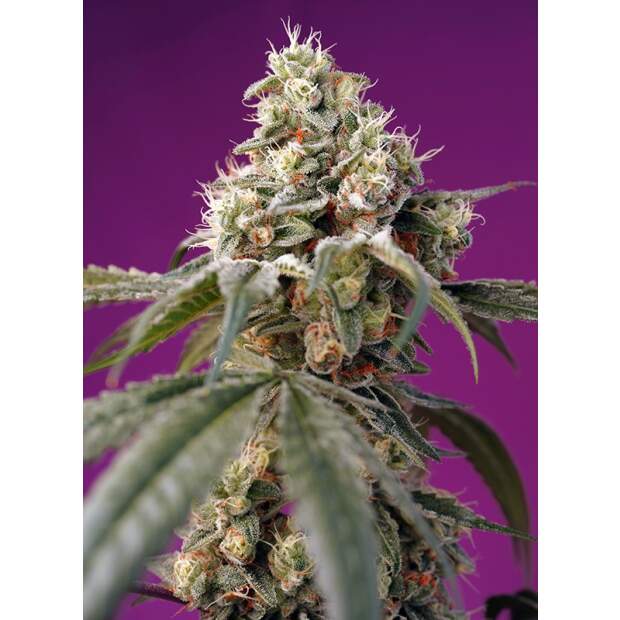 Sweet Seeds Bruce Banner Auto 5 pcs feminised