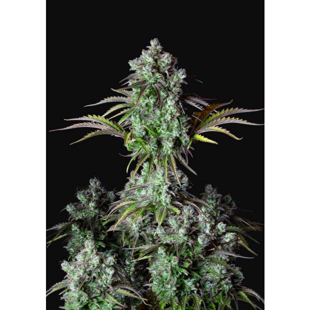 420 Fast Buds Big Bud Auto 5 Stk feminisiert