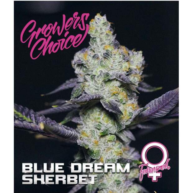 Growers Choice Blue Dream Sherbet 3 Stk feminisiert
