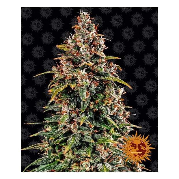 Barneys Farm Watermelon Zkittlez Auto 3 pcs feminised