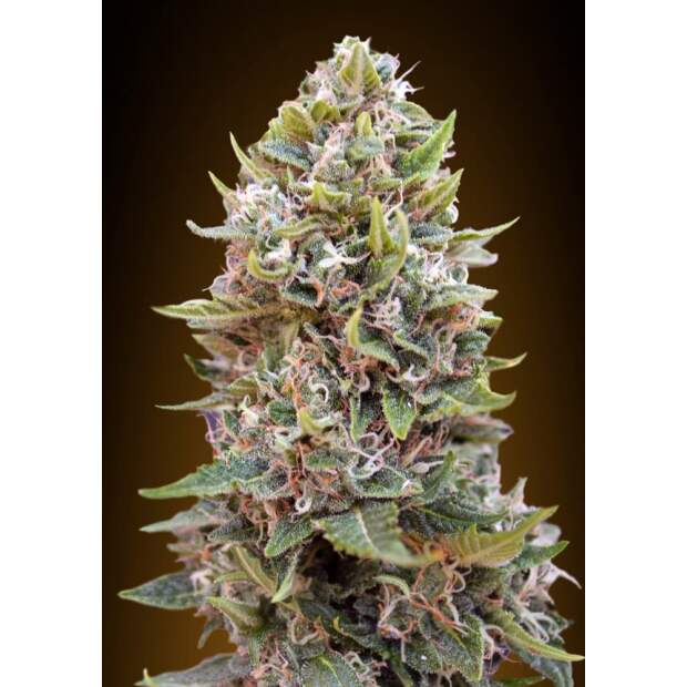 00 Seeds Auto Cheese Berry