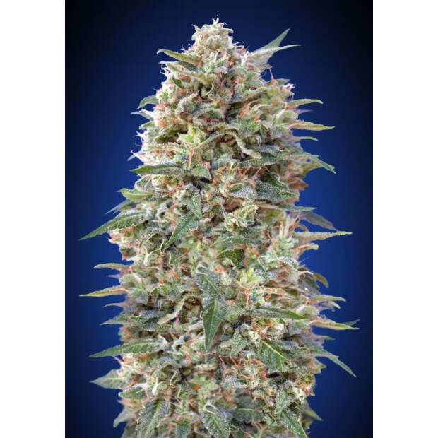 00 Seeds California Kush