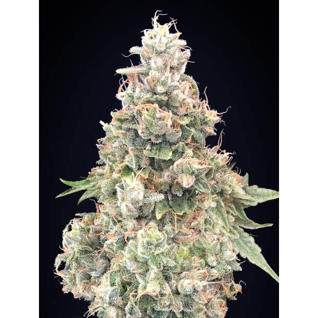 00 Seeds California Kush Fast