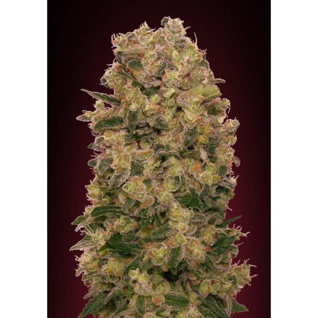 00 Seeds Caramel Kush