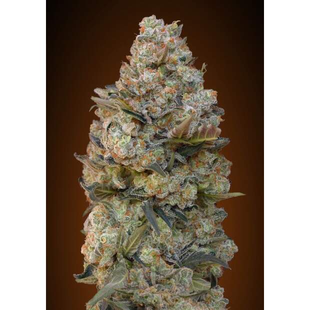 00 Seeds Chocolate Skunk