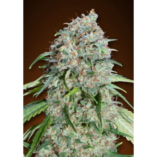 00 Seeds Chocolate Skunk CBD