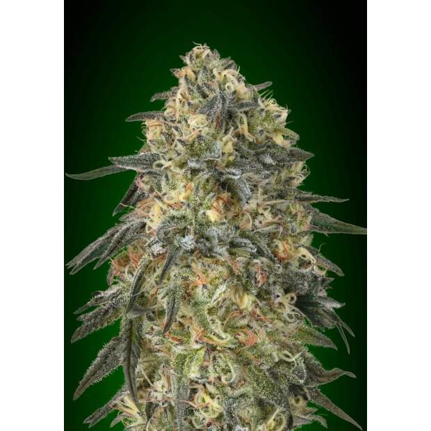 00 Seeds Gorilla