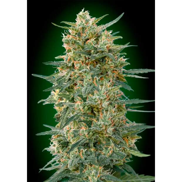 00 Seeds Gorilla Fast