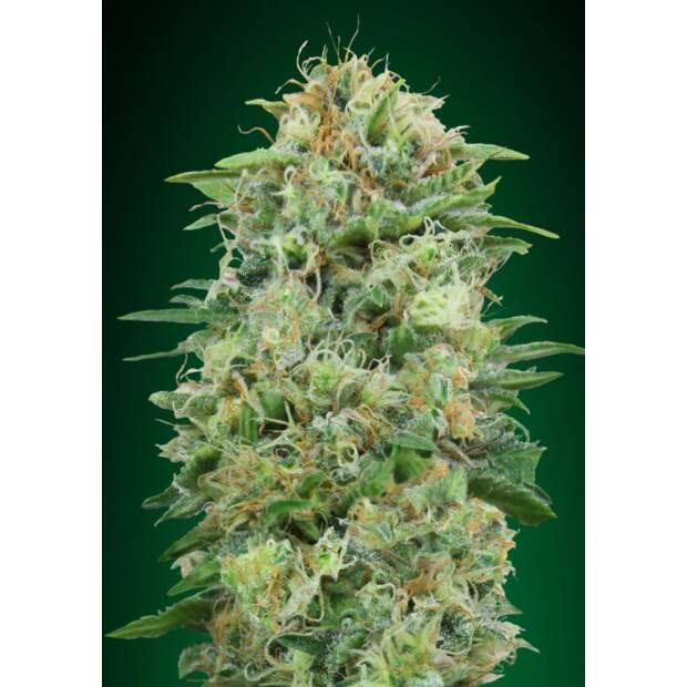 00 Seeds White Widow CBD