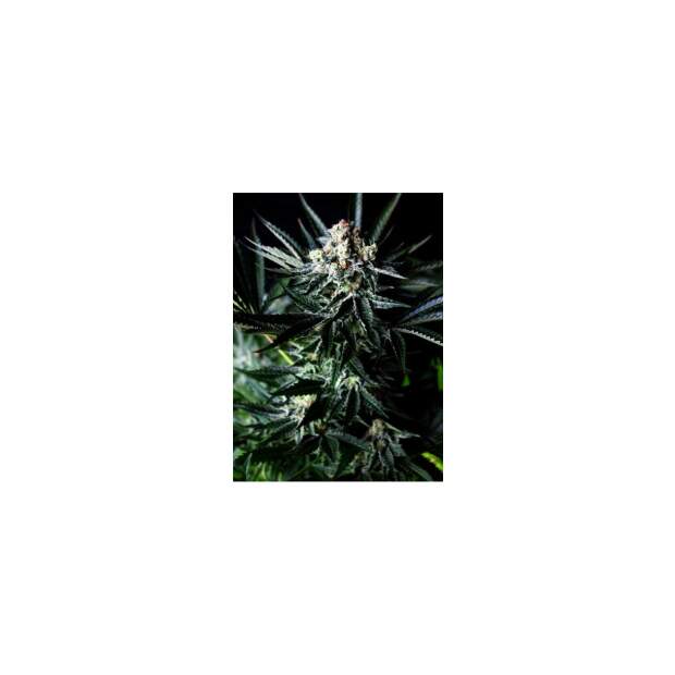 Absolute Cannabis Seeds Amazing Auto