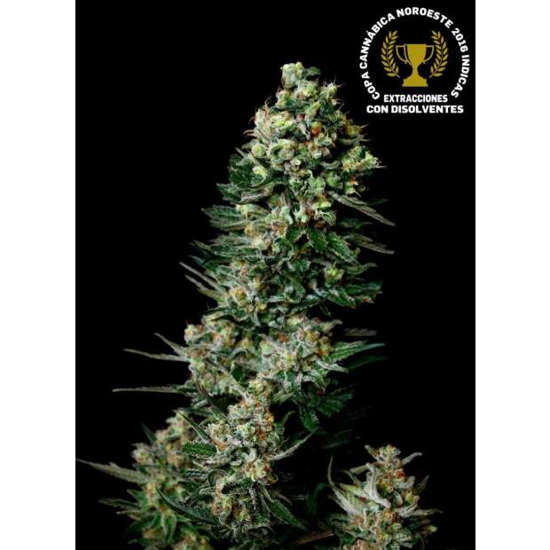 Absolute Cannabis Seeds Chocolute F2