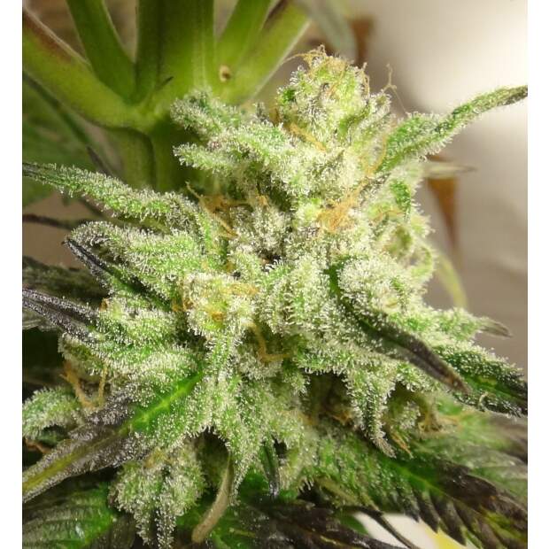 Ace Seeds Kali China Pack De Cria