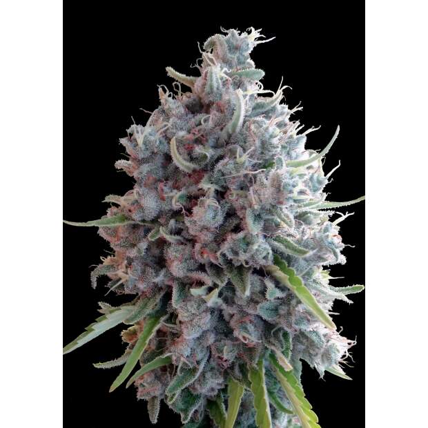 Ace Seeds Killer A5 Haze