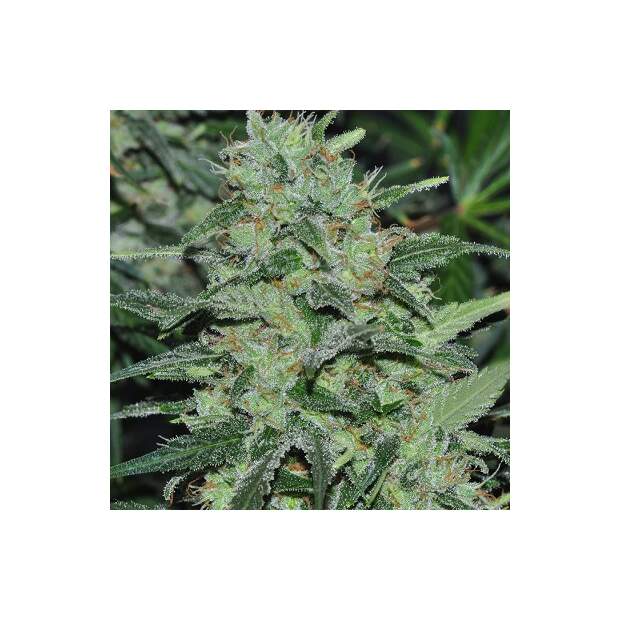 Ace Seeds Malawi Pack De Cria