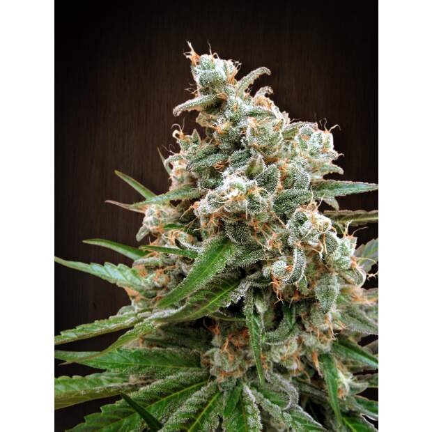 Ace Seeds Nepal Jam Pack De Cria