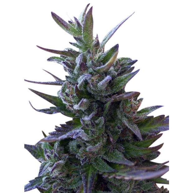 Ace Seeds Nepal Mist