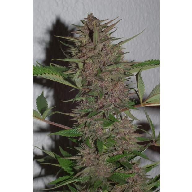 Ace Seeds Pakistan Chitral Kush