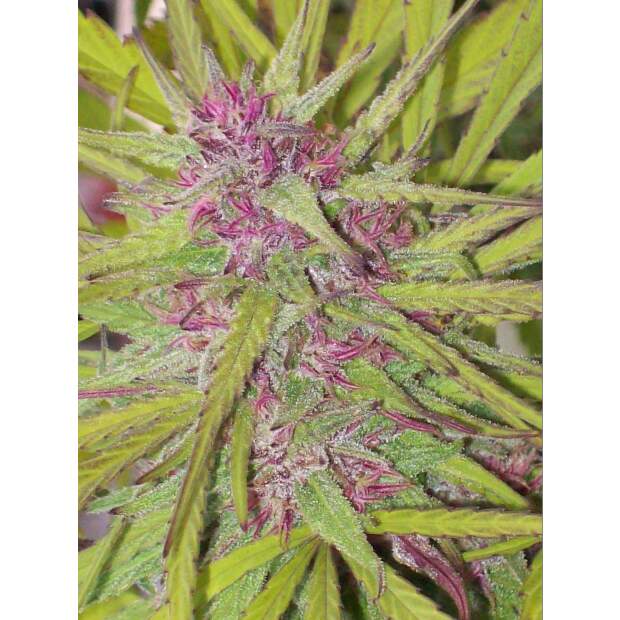 Ace Seeds Purple Satellite Standard