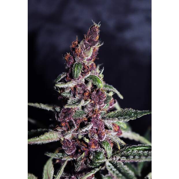 Ace Seeds Violeta