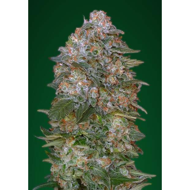 Advanced Seeds Critical Soma