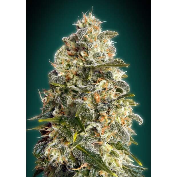 Advanced Seeds Heavy Bud