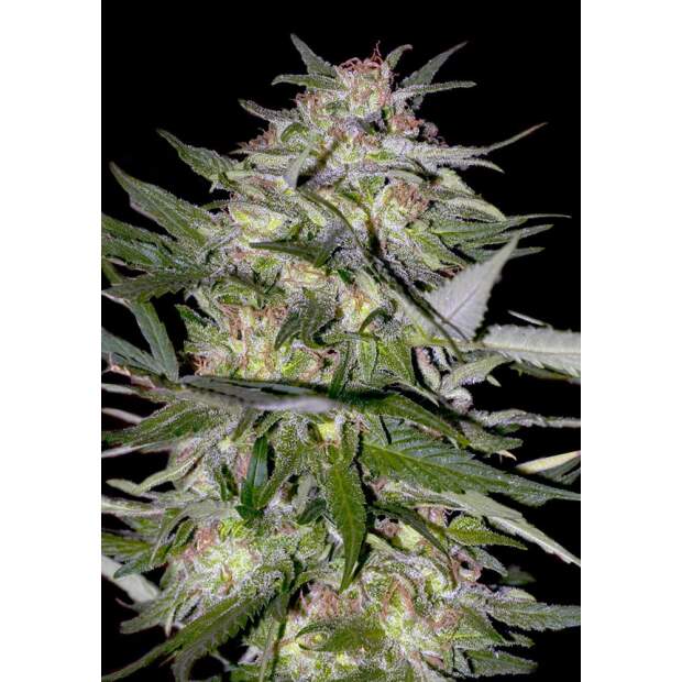 Advanced Seeds Jack Plant