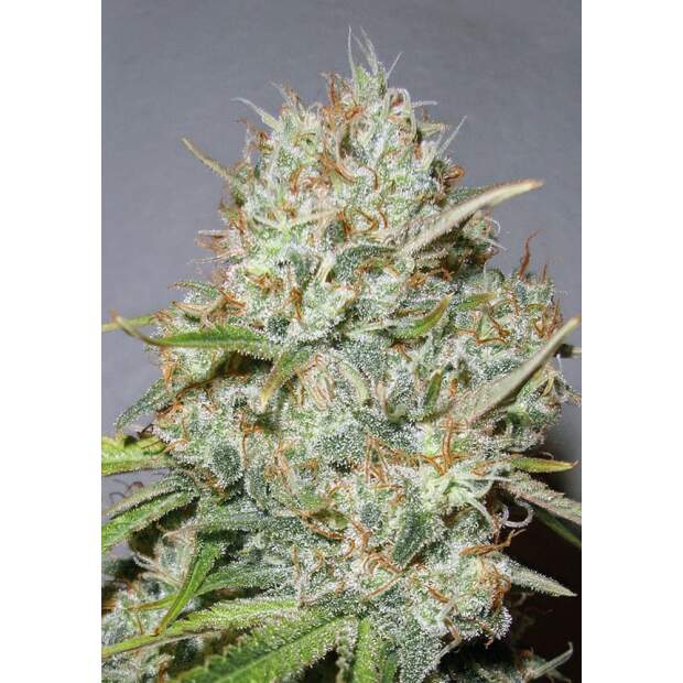 Advanced Seeds Shark Widow