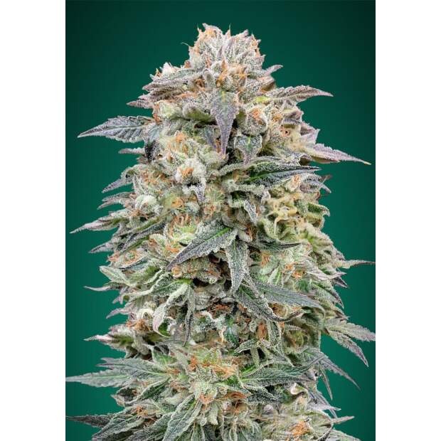 Advanced Seeds Shark Widow CBD