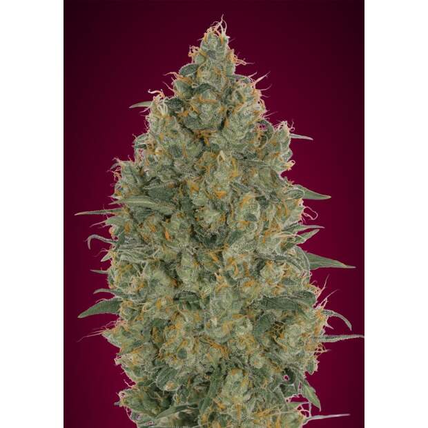 Advanced Seeds Strawberry Gum