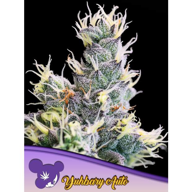 Anesia Seeds Auto Yuhbary