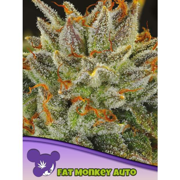 Anesia Seeds Fat Monkey Auto