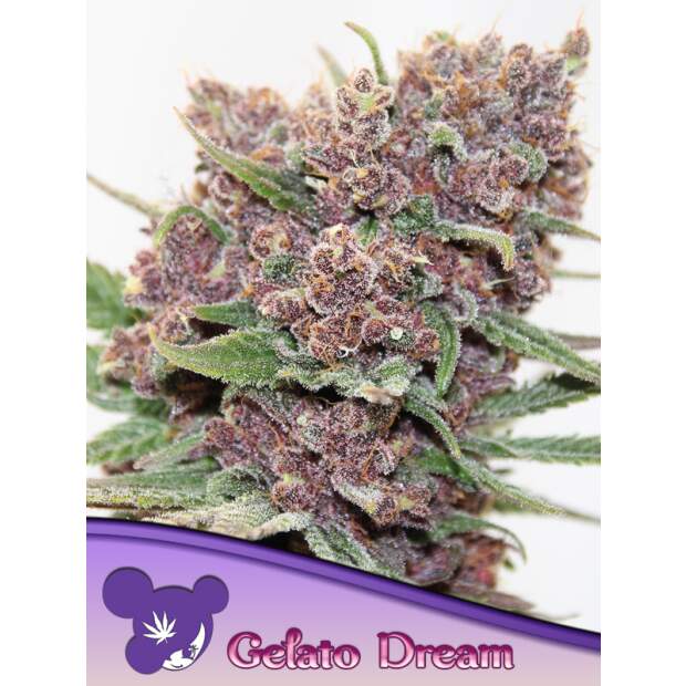 Anesia Seeds Gelato Dream