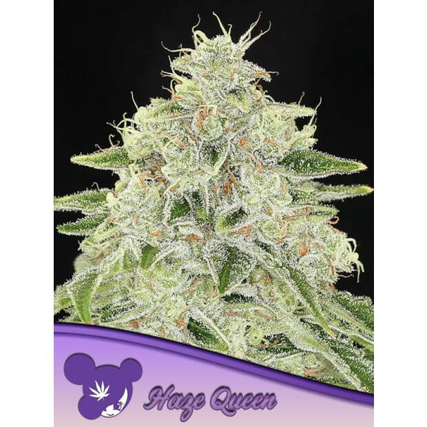 Anesia Seeds Haze Queen