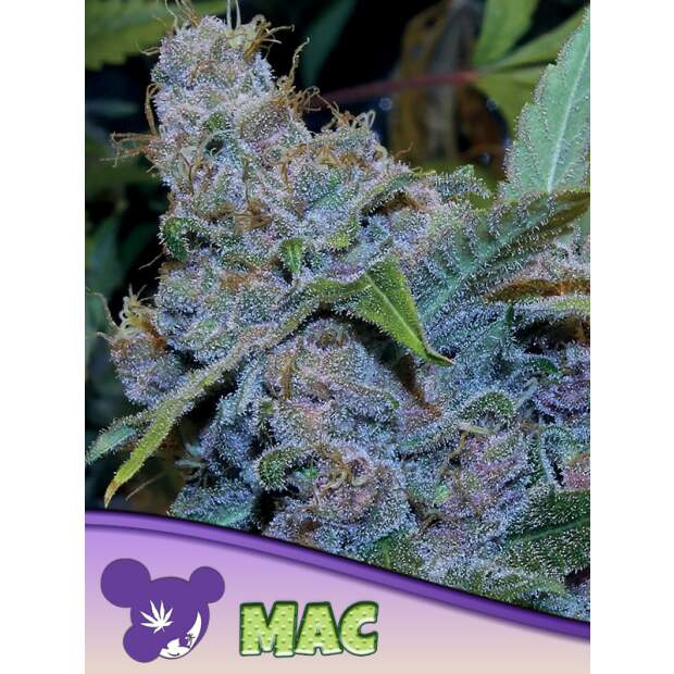 Anesia Seeds Mac