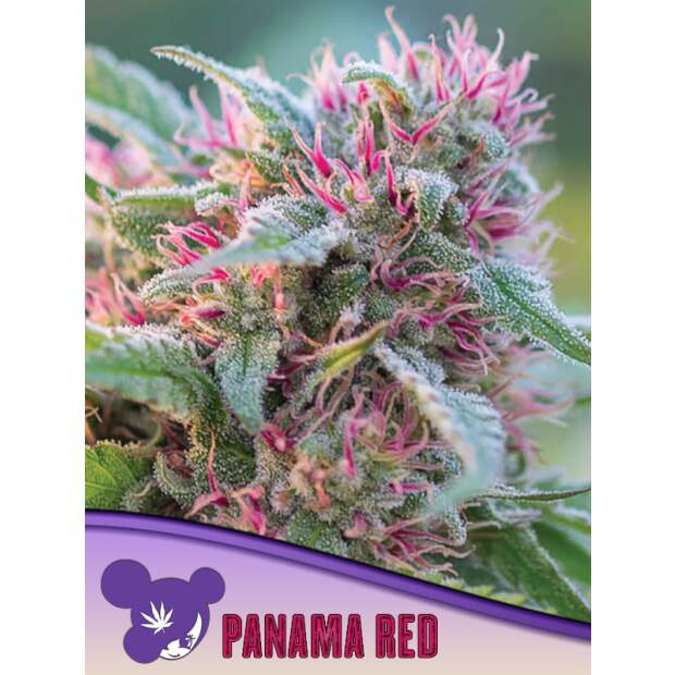 Anesia Seeds Panama Red