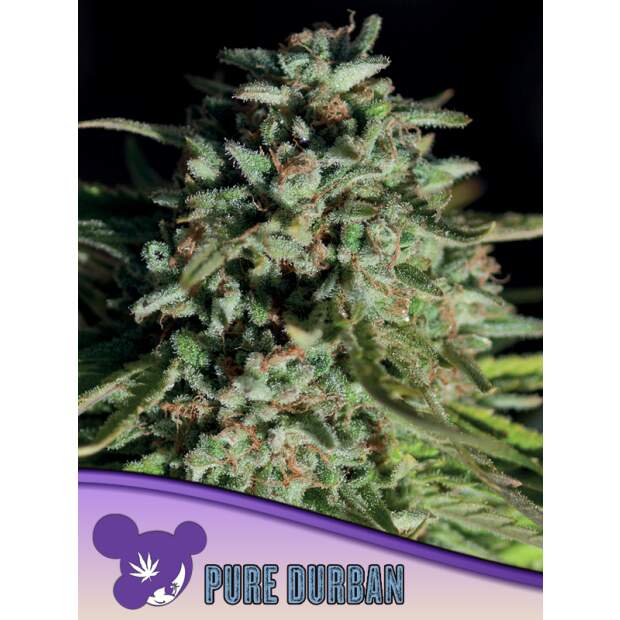 Anesia Seeds Pure Durban