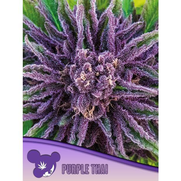 Anesia Seeds Purple Thai