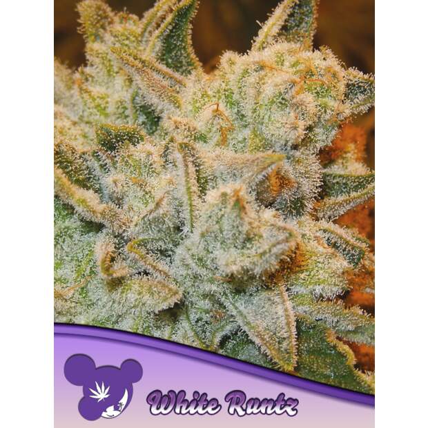 Anesia Seeds White Runtz