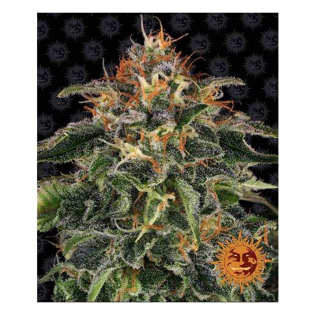 Barneys Farm Moby Dick