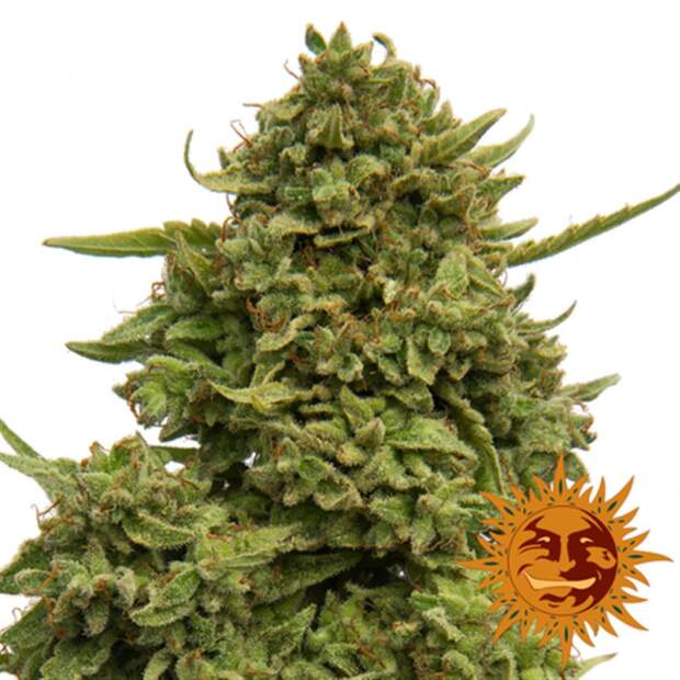 Barneys Farm Pineapple Chunk