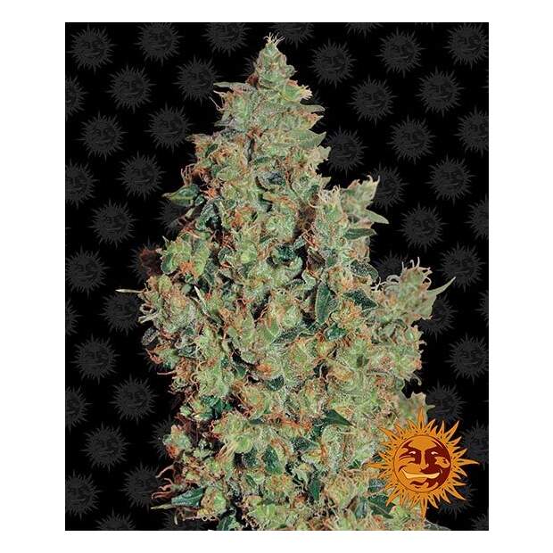 Barneys Farm Tangerine Dream