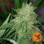 Barneys Farm Tangerine Dream