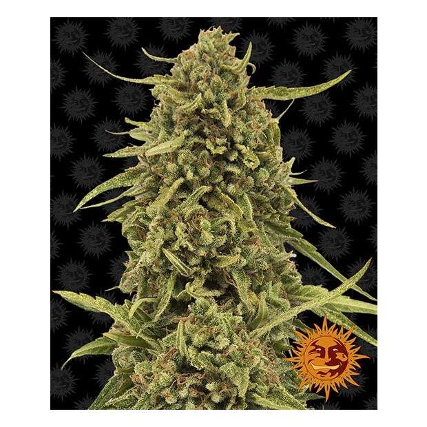 Barneys Farm Widow Remedy