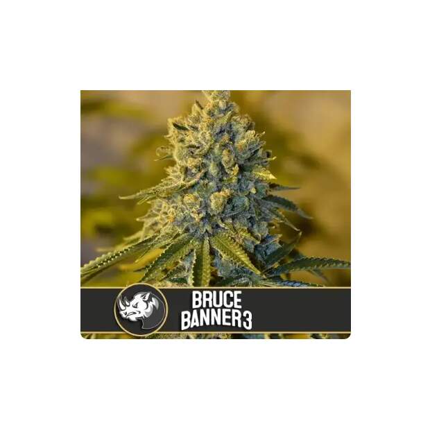 Blimburn Seeds Bruce Banner #3