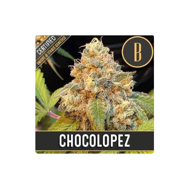 Blimburn Seeds Chocolopez