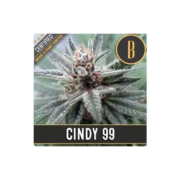 Blimburn Seeds Cindy 99